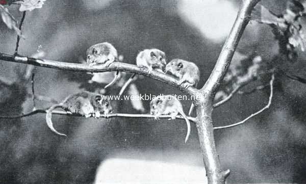 Onbekend, 1934, Onbekend, Ratten en muizen. Hazelmuis met jongen