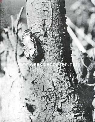 Onbekend, 1934, Onbekend, De kever van de maand. De julikever (Foto uit K.O. Bartels: 