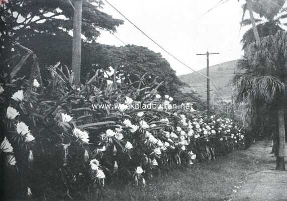 Amerika, 1934, Honolulu, Allee van Cereus Triangularis op Honoloeloe