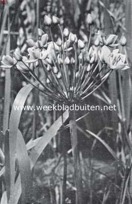 Onbekend, 1934, Onbekend, Water- en oeverplanten. Zwanebloem