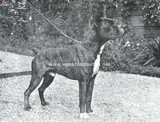 De boxer. De beste reu der oude garde: kampioen Victoria's Satan, die zoowel in bouw als karakter uitmuntte (Fokster en eigenaresse Mevr. F. v.d. Broek d'Obrenan, den Haag)