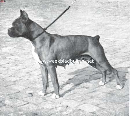 Onbekend, 1934, Onbekend, De boxer. Kampioen Alma v.d. Teck, behaalde in 1933 het kampioenschap, in 1934 het res. Kampioenschap op de winnertentoonstelling (Eigenaar de heer W.A.F. v.d. Meulengraaf, Eindhoven)