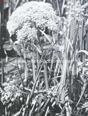 Onbekend, 1934, Onbekend, Water- en oeverplanten. Breedbladige watereppe