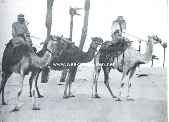 Noord-Afrika, 1934, Onbekend, Omar el Moektar. Lybische kameelruiters bij verwaaide dadelpalmen aan den rand der oase