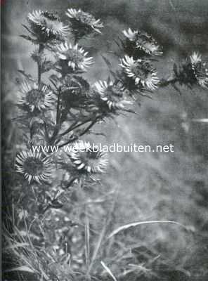 Onbekend, 1934, Onbekend, Na-zomer langs dijken en wegen. Driedistel, prachtig als 