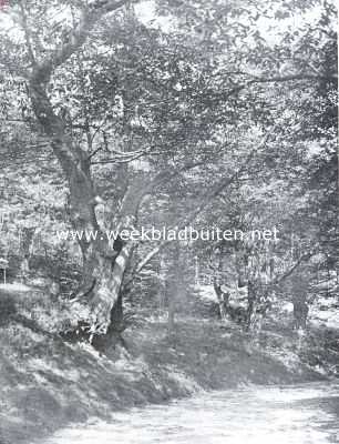 Gelderland, 1934, Beek, Oude boomen op den Ravenberg bij Beek (Gld.)