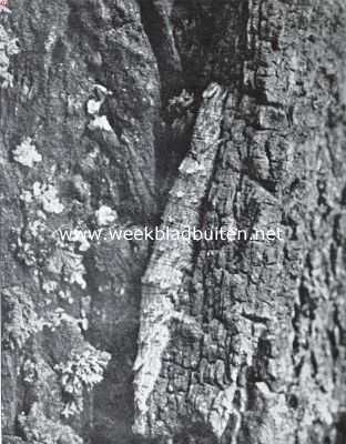 Rups van het Roode Weeskind. Foto K.O. Bartels uit 