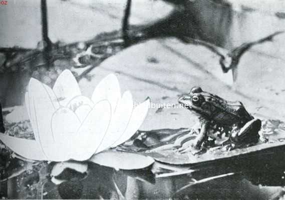 Nederland, 1934, Onbekend, Over Nederlandsche amphibin. Gewone groene kikker op een waterlelieblad