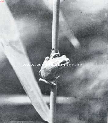 Nederland, 1934, Onbekend, Over Nederlandsche amphibin. Boomkikker, een klimmende soortgenoot van onze waterdieren, die met zijn zuignapjes zich gemakkelijk aan alle takken en stengels vasthoudt