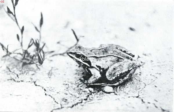 Nederland, 1934, Onbekend, Over Nederlandsche amphibin. De bruine kikker, die verwant is aan den groene, die echter veel meer een landleven leidt