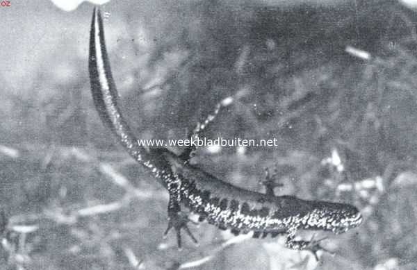 Nederland, 1934, Onbekend, Over Nederlandsche amphibin. Het mannetje van den grooten watersalamander draagt in het voorjaar een hoogen, sterk getanden rugkam, door een donkere tint contrasteerend met den gelen buik