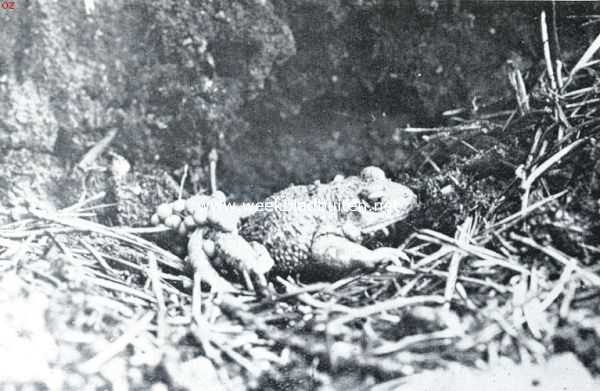 Nederland, 1934, Onbekend, Over Nederlandsche amphibin. Een mannetje van den vroedmeesterpad, met de eiersnoeren, die hij een maand om zijn heupen met zich ronddraagt, om daarna de uitkomende larfjes of donderpadjes aan het water toe te vertrouwen
