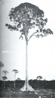 Indonesi, 1934, Onbekend, De bijenboom. Bijenboom ( kajoe radja of toalang)