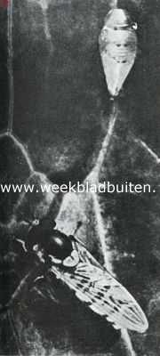 Bladluizen, hun vrienden en vijanden. Dubbel gestreepte zweefvlieg met leege pophuid (vergroot). Foto K.O. Bartels uit 