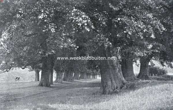 Engeland, 1934, Onbekend, Indrukken uit Zuid-Engeland. Engelands boomen staan daar stoer en oud 