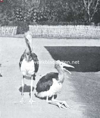 Onbekend, 1934, Onbekend, De aankomst der jonge maraboes