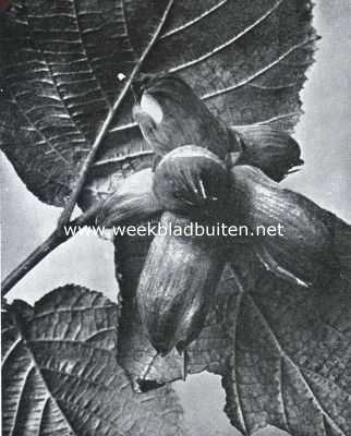 Onbekend, 1934, Onbekend, Zaden en vruchten in den herfst. Vruchten van den hazelaar