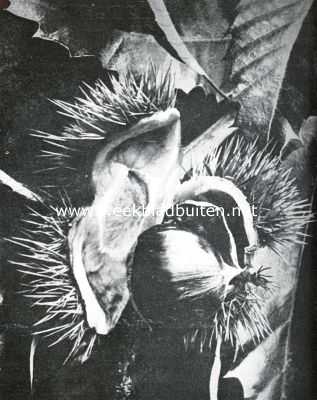 Onbekend, 1934, Onbekend, Zaden en vruchten in den herfst. Vruchten van den tammen kastanje in den bolster