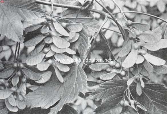 Onbekend, 1934, Onbekend, Zaden en vruchten in den herfst. Vruchten van den eschdoorn