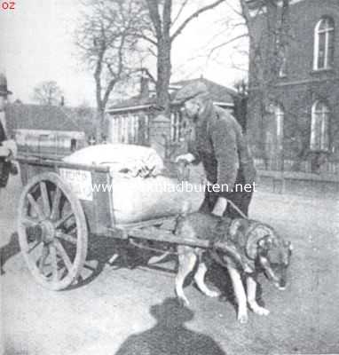 Gelderland, 1934, Zevenaar, De trekhond, de schande van Nederland. De hond hangt van uitputting in elkaar. Voor- en achterbeenen misvormd door het werk (Zevenaar)