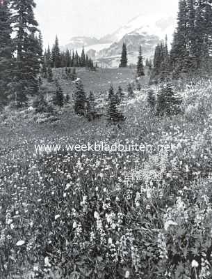 Paradise Valley in Mount Rainier National Park (V.S. v. N. A.)