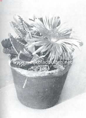 Onbekend, 1934, Onbekend, Faucaria's. Faucaria Lupina. Foto kweekerij Leeuwenhof, Nieuwe Niedorp