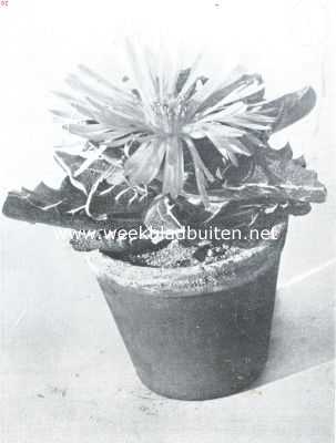 Onbekend, 1934, Onbekend, Faucaria's. Faucaria Felina. Foto kweekerij Leeuwenhof, Nieuwe Niedorp