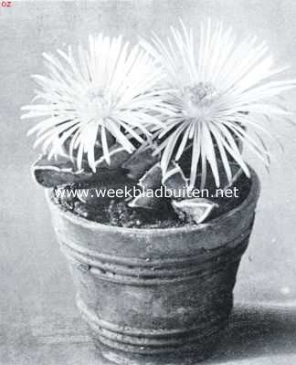 Faucaria's. Faucaria Haagei. Foto kweekerij Leeuwenhof, Nieuwe Niedorp