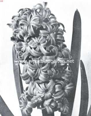 Onbekend, 1934, Onbekend, Hyacinthen voor kamercultuur. Kamerbloeier: Gertrude. Opname van Turkenburg, Bodegraven