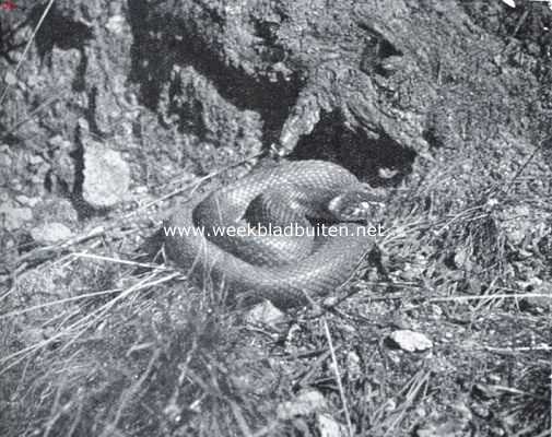 Over Nederlandsche reptielen. Een ringslang in rusthouding in zijn schuilhoek