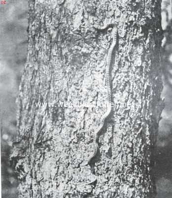 Nederland, 1934, Onbekend, Over Nederlandsche reptielen. Gladde slang, een boom beklimmend, men ziet het gemak, waarmee het pootlooze dier zich met zijn schubben aan de schors weet vast te houden