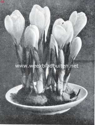 Onbekend, 1934, Onbekend, Bolgewassen in kamer en serre. Crocus Kathleen Parlow