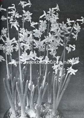 Bolgewassen in kamer en serre. Romeinsche witte hyacinthen op grint en water