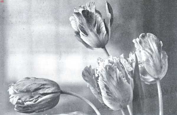Tulpen voor tuinbeplanting. Triumph tulp Fantasy. Opname fa. Turkenburg, Bodegraven