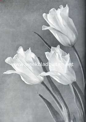 Tulpen voor tuinbeplanting. Enkele vroege tulp Lady Boreel. Opname fa. Turkenburg, Bodegraven