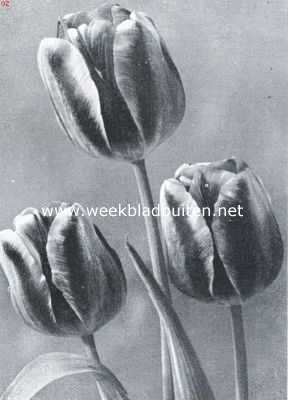Tulpen voor tuinbeplanting. Enkele vroege tulp Ibis. Opname fa. Turkenburg, Bodegraven