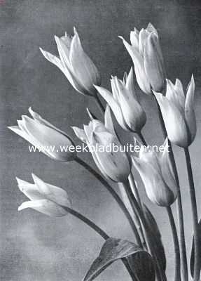 Tulpen voor tuinbeplanting. Cottage tulp Mrs. Moon. Opname fa. Turkenburg, Bodegraven