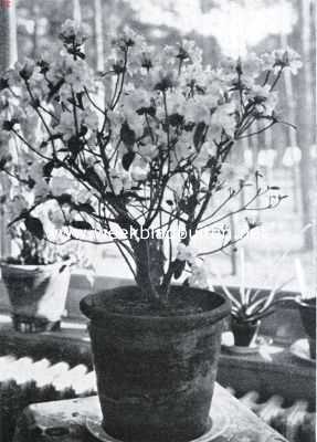 Onbekend, 1934, Onbekend, Wordende lente in huis. Azalea Mollis Kosters Brilliant Red. Binnen 2.3; begin bloei 1.4 (foto); volle bloei 7.4; uitgebloeid 27.4. De plant is afkomstig uit kweekerij H. Copijn en Zn., Groenekan