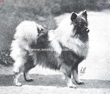 De Hollandsche keeshond. Guelder Chinchilla, thans in Amerika. Gefokt in Engeland door mevr. Gatacre-De Stuers