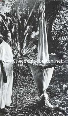 Amorphophallus Titanum op 30 Juli 1934 in 's Lands Plantentuin te Buitenzorg. De bloem had een maand noodig om aldus uit te groeien