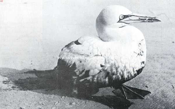 Onbekend, 1934, Onbekend, Een slachtoffer der stookolie (Jan van Gent)