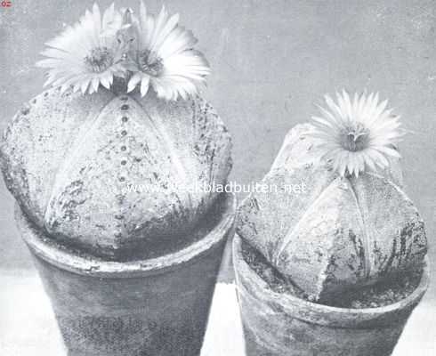 Astrophytums, stercactussen. Astrophytum Myriostigma of bisschopsmuts. Foto Kweekerij Leeuwenhof, Nieuwe Niedorp