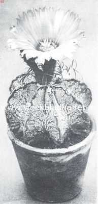 Astrophytums, stercactussen. Astrophytum Capricorne of geitehoorncactus. Foto Kweekerij Leeuwenhof, Nieuwe Niedorp