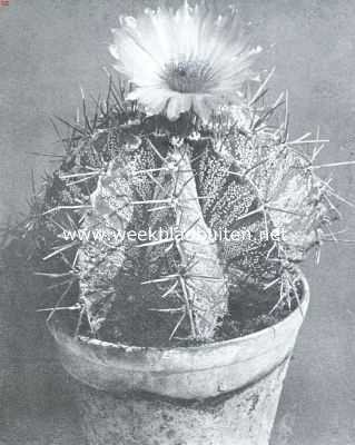 Astrophytums, stercactussen. Astrophytum Ornatum of pracht-stercactus. Foto Kweekerij Leeuwenhof, Nieuwe Niedorp