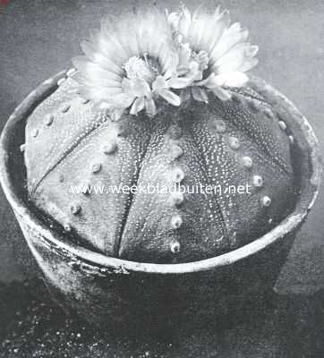 Astrophytums, stercactussen. Astrophytum Asterias of zeestercactus. Foto Kweekerij Leeuwenhof, Nieuwe Niedorp