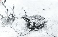 Miniatuurfoto