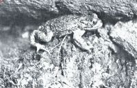 Miniatuurfoto