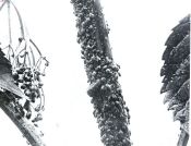Miniatuurfoto