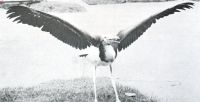Miniatuurfoto