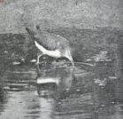 Miniatuurfoto